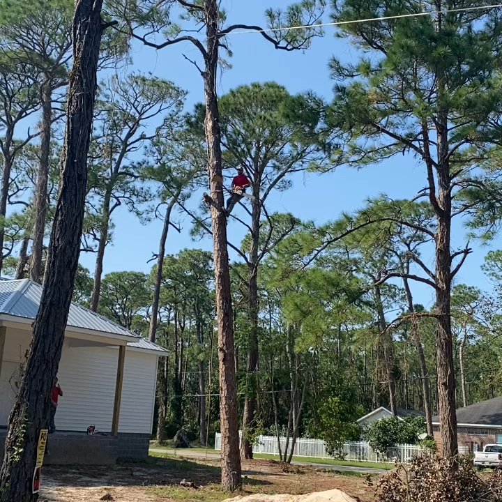 All The Right Ways Tree Service - Tree Services Near Me - Mobile, Alabama