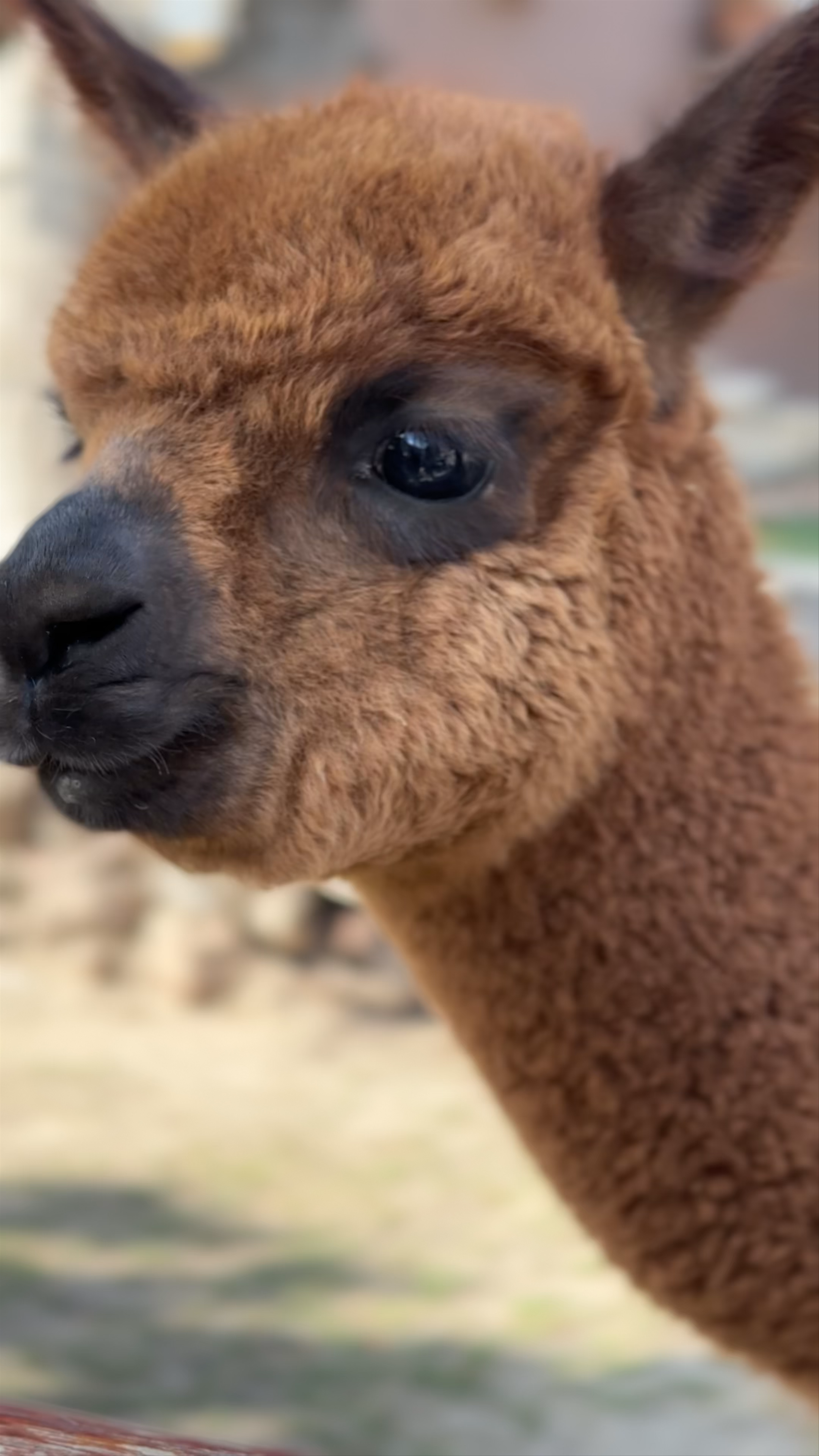 Mundo Alpaca: Experience the Charm of Alpacas in Arequipa, Peru