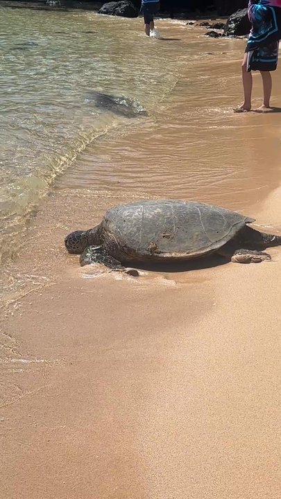 Kapalua Beach - Sea turtle washed up on the beach and going back into the ocean - Beaches Near Me - Lahaina, Hawaii