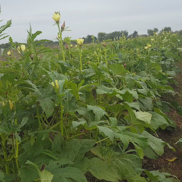 Loam Agronomics - CSA Near Me - Richmond, Texas