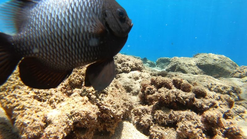 Domino Damselfish poster