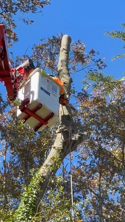 Clean Cut Tree Care - Tree Services Near Me