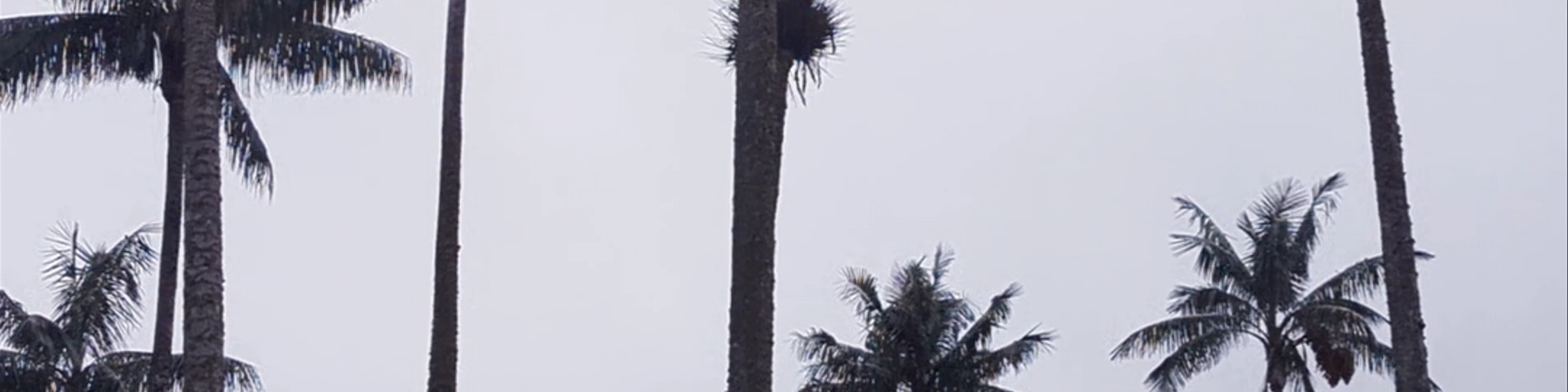 Cocora Valley Trail