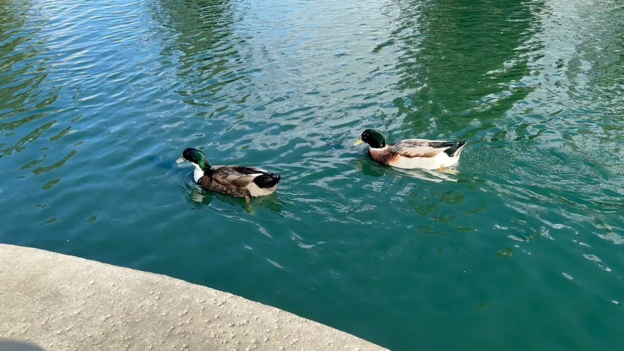 Red Hill Community Park - ducks - Parks Near Me - Rancho Cucamonga, California