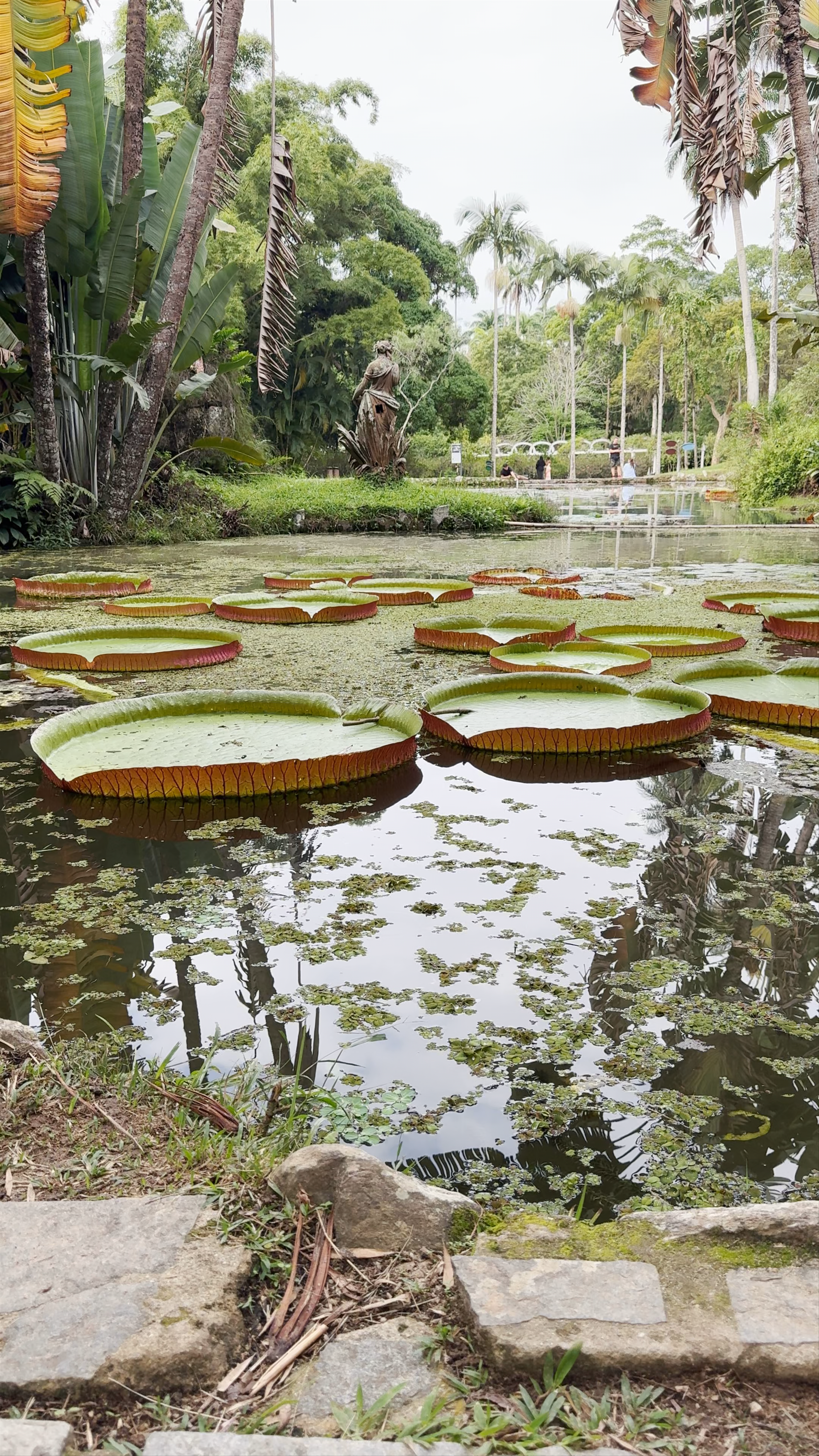 Botanical Garden of Rio de Janeiro - Rua Jardim Botânico - Jardim Botânico