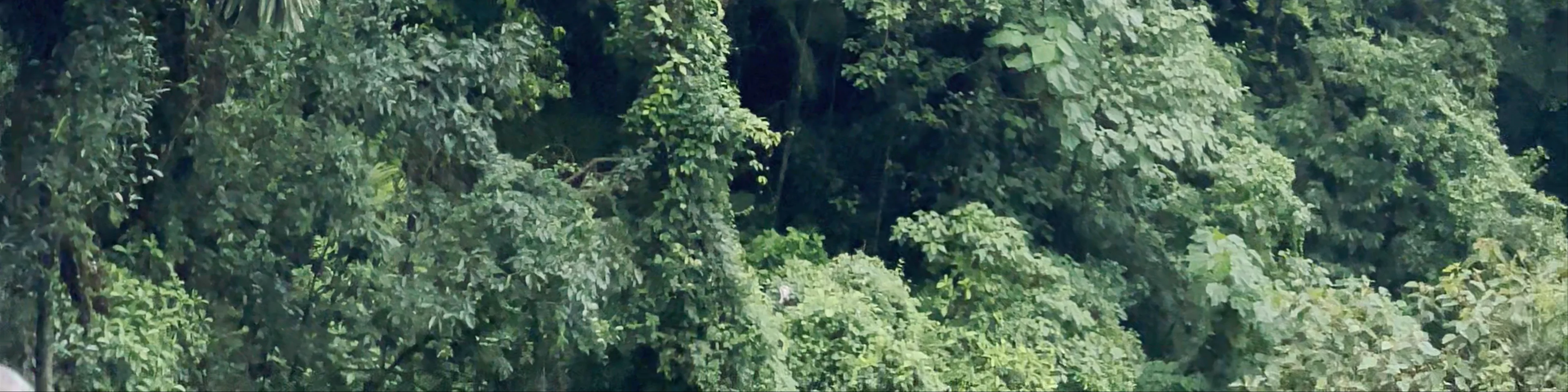 Místico Park Arenal Hanging Bridges