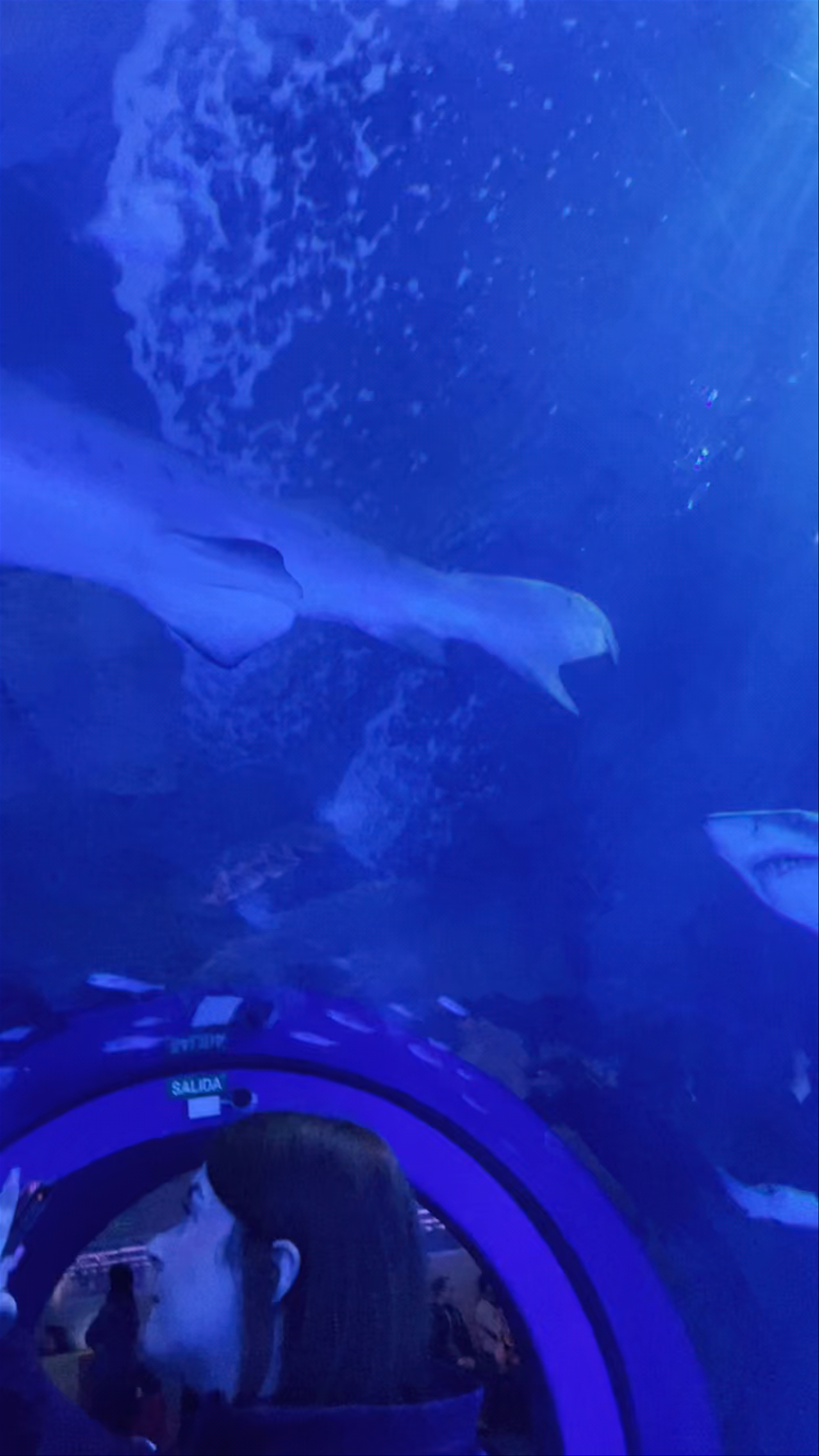 Oceanogràfic València
