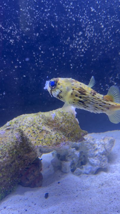 Aquastudios Aquariums - Puffer eating doing what he does best! - Aquarium Services Near Me - The Colony, Texas