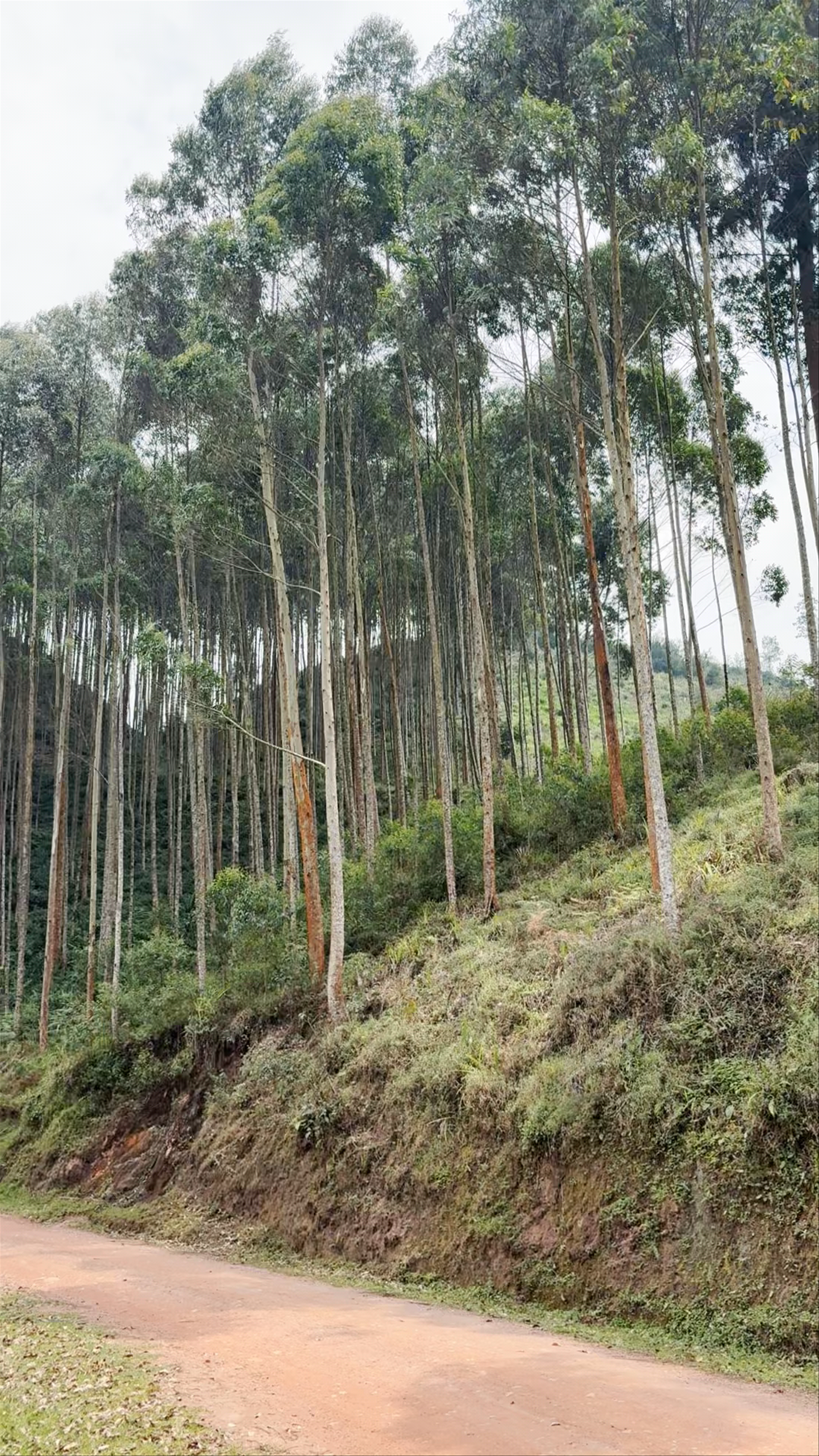 Kigezi highlands