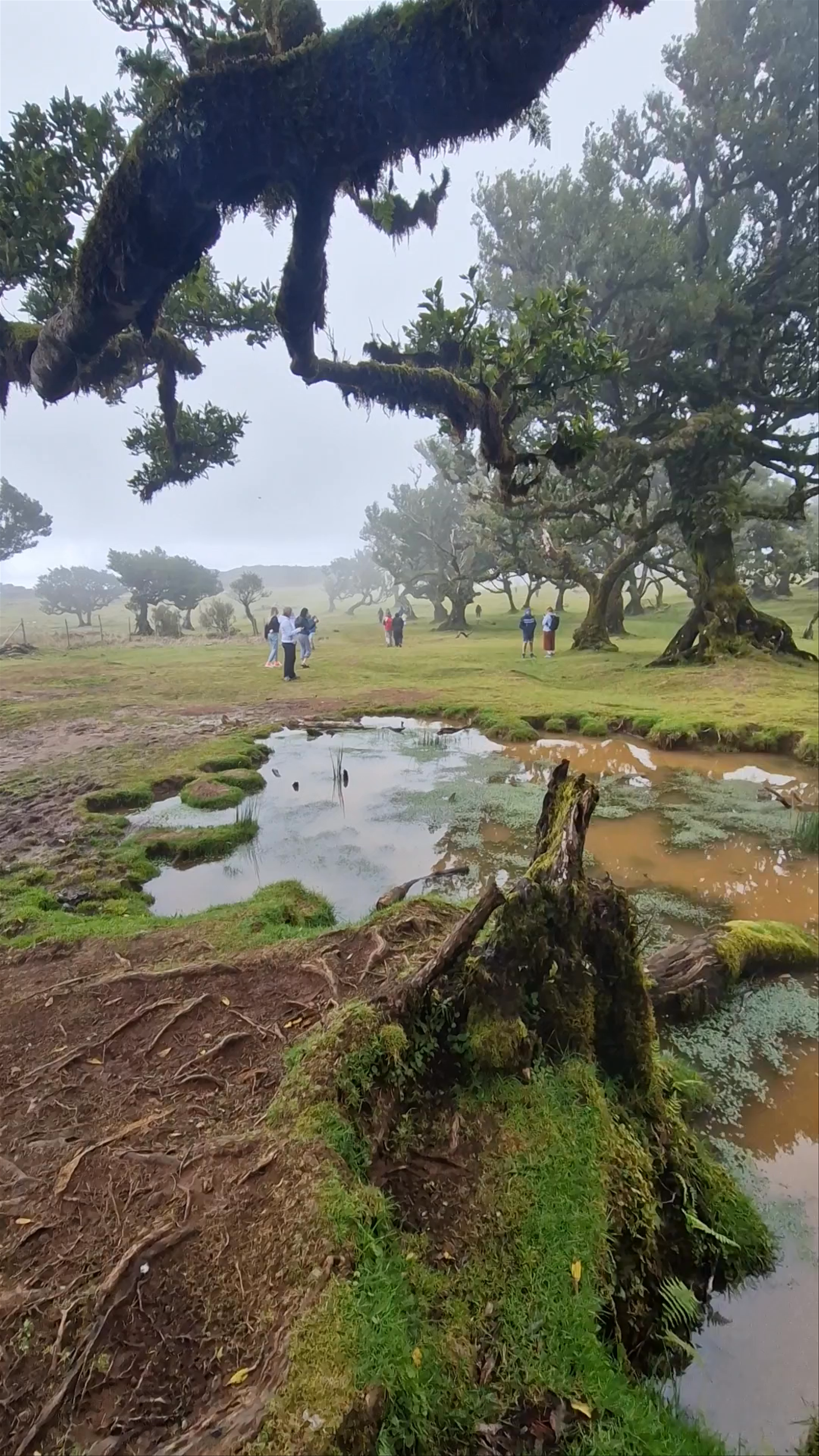Fanal Forest