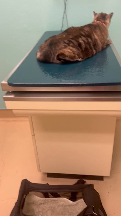 Animal Samaritans Veterinary Clinic Thousand Palms - Jasper weighs 16 pounds and is very chill on the examination table - Pet Services Near Me - Thousand Palms, California