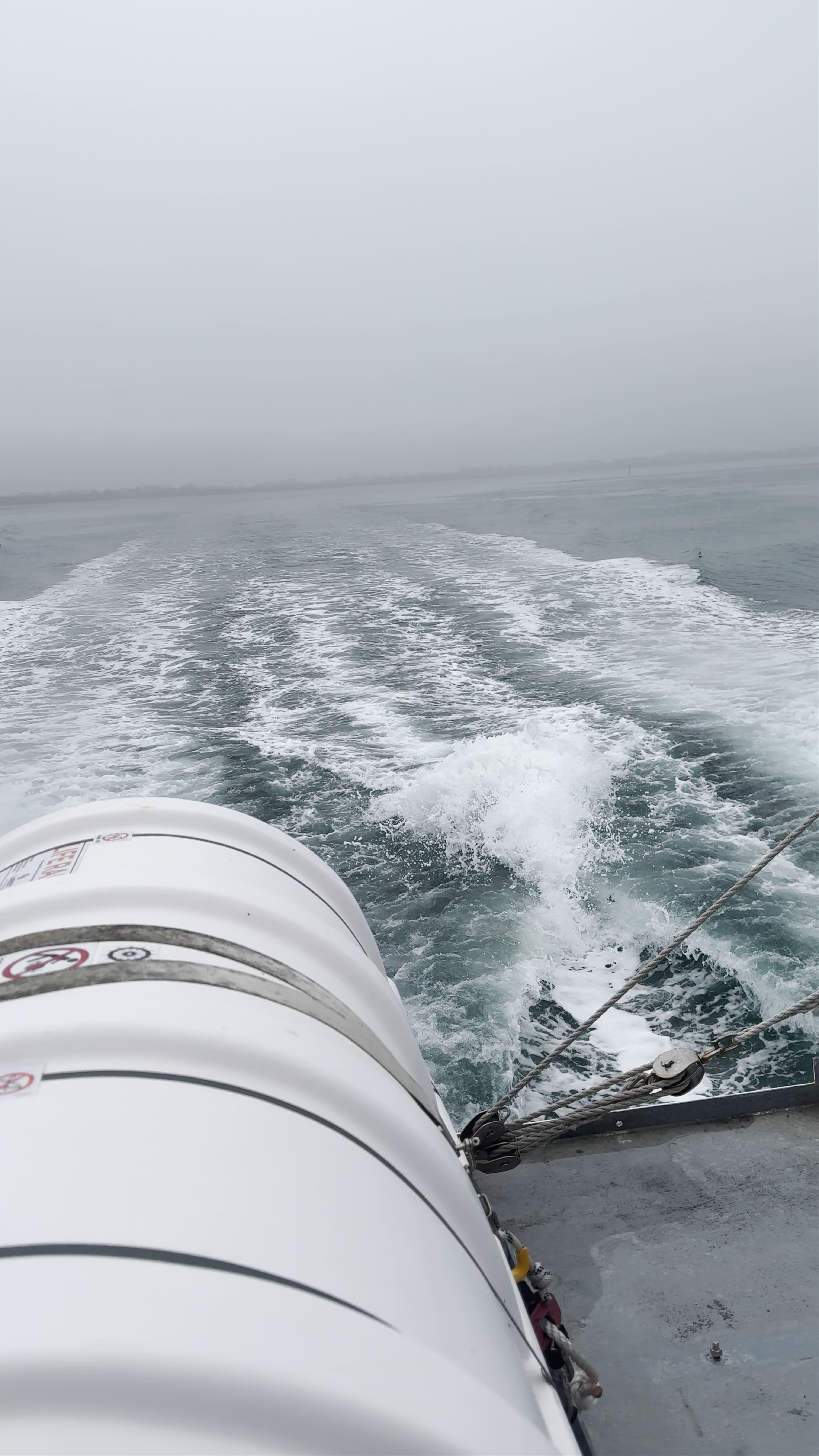 Phillip Island Whale Watching