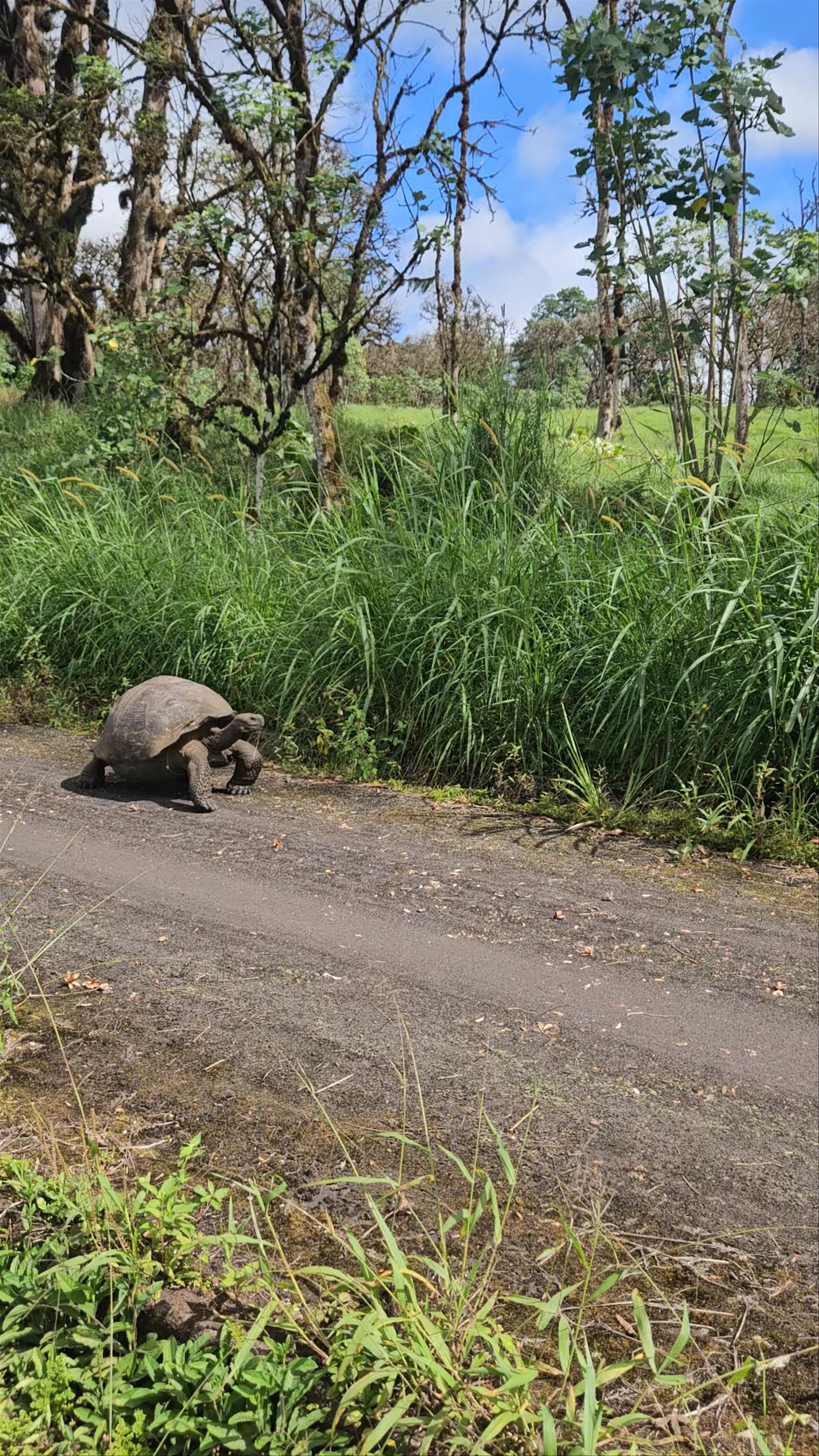 Giant Tortoise in Los Gemelos, Ecuador | Majestic Wildlife Encounter