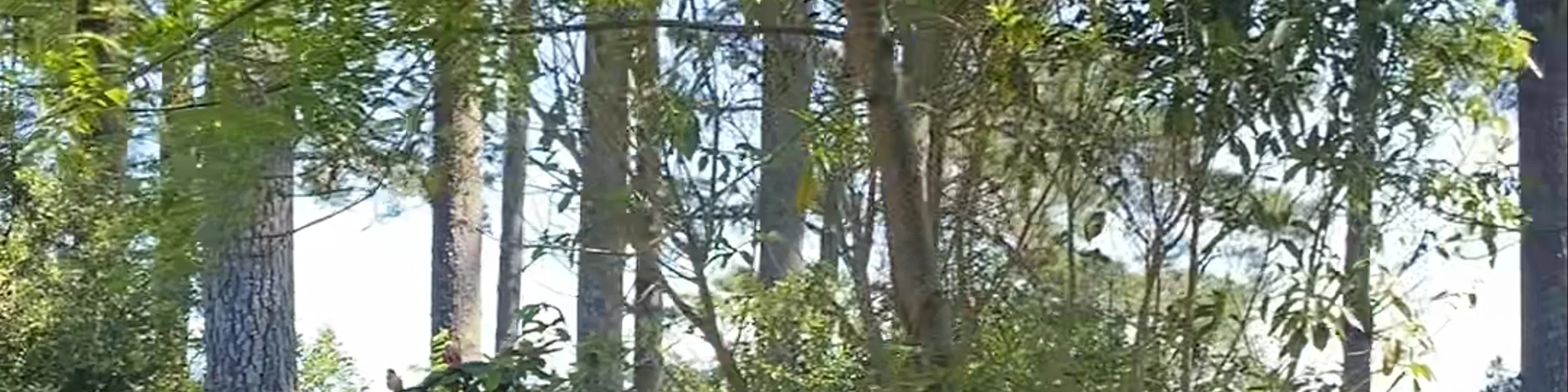 The Sculpture Park at Waitakaruru Arboretum