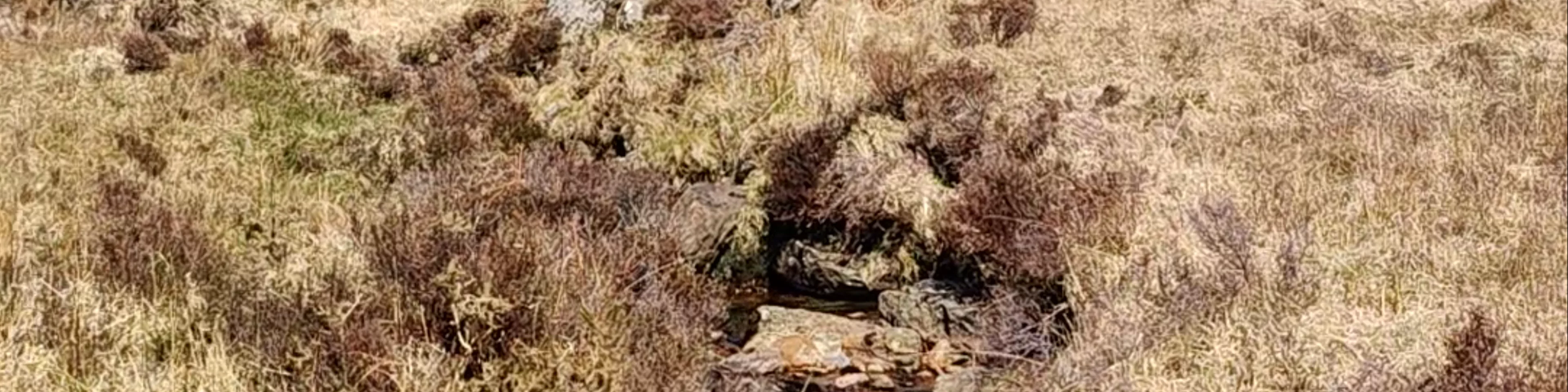 Craflwyn Nature Reserve