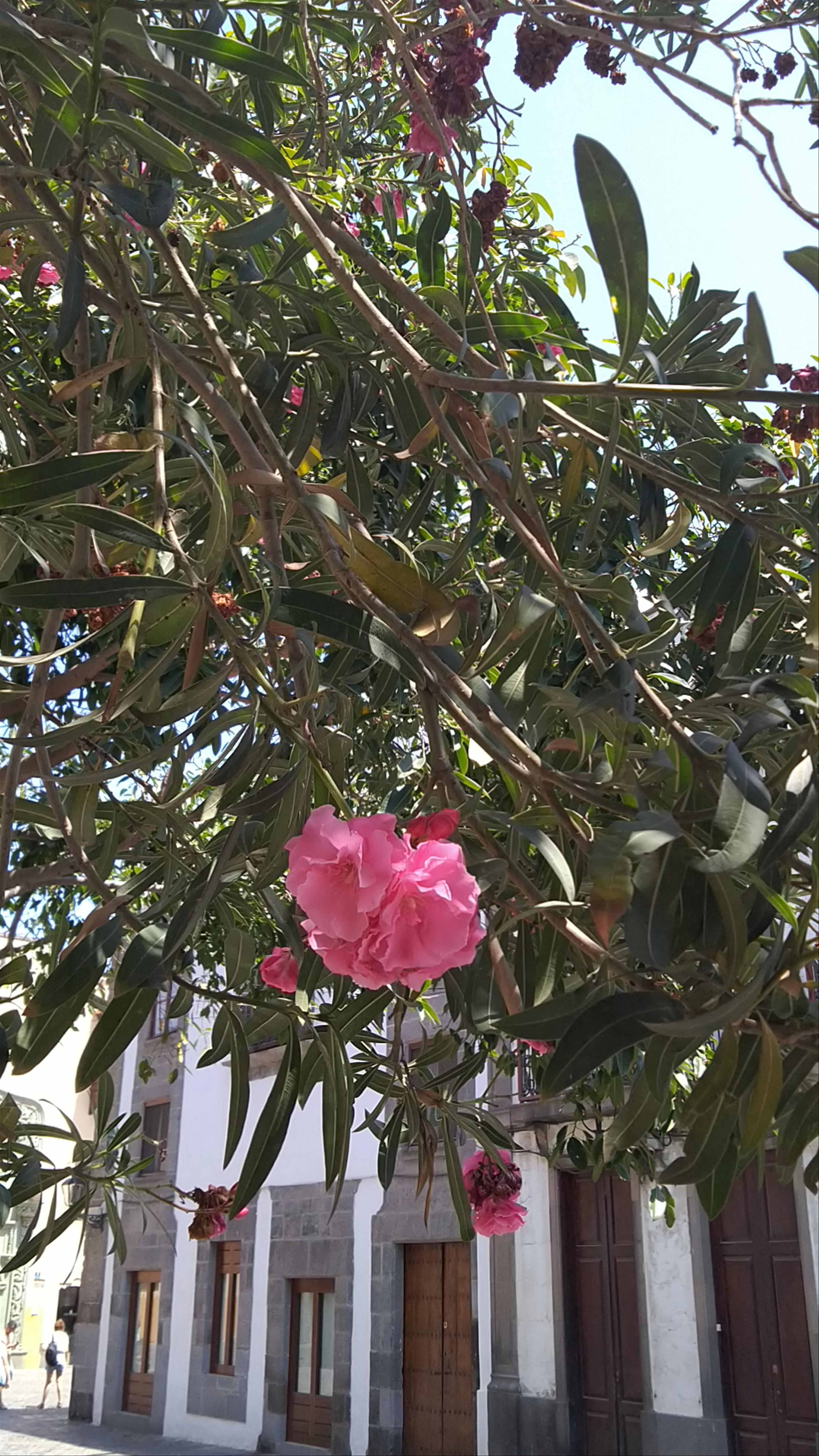 Sunny Stroll Amidst Blossoms in Las Palmas de Gran Canaria