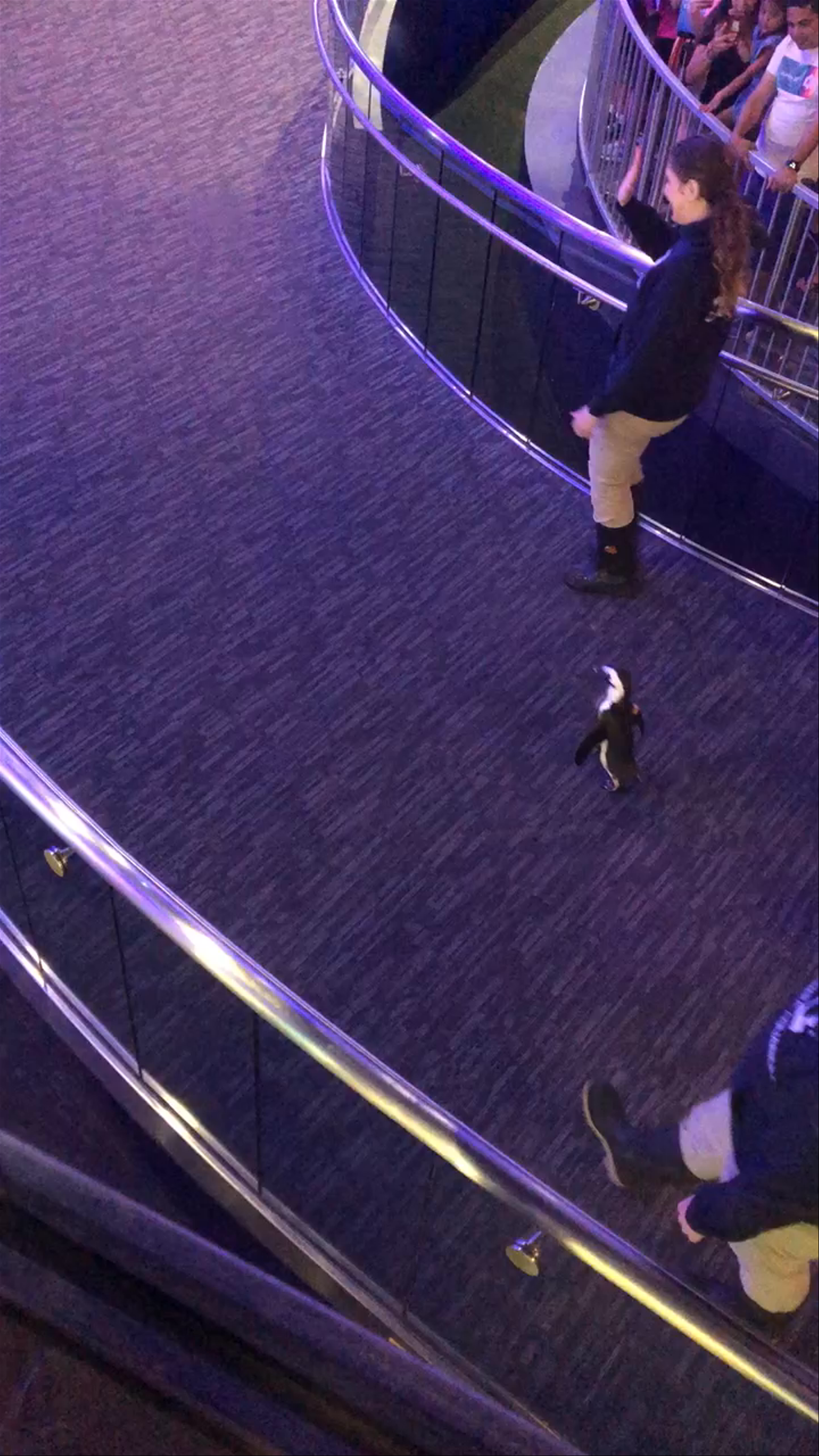 Penguin Walk at Georgia Aquarium in Atlanta