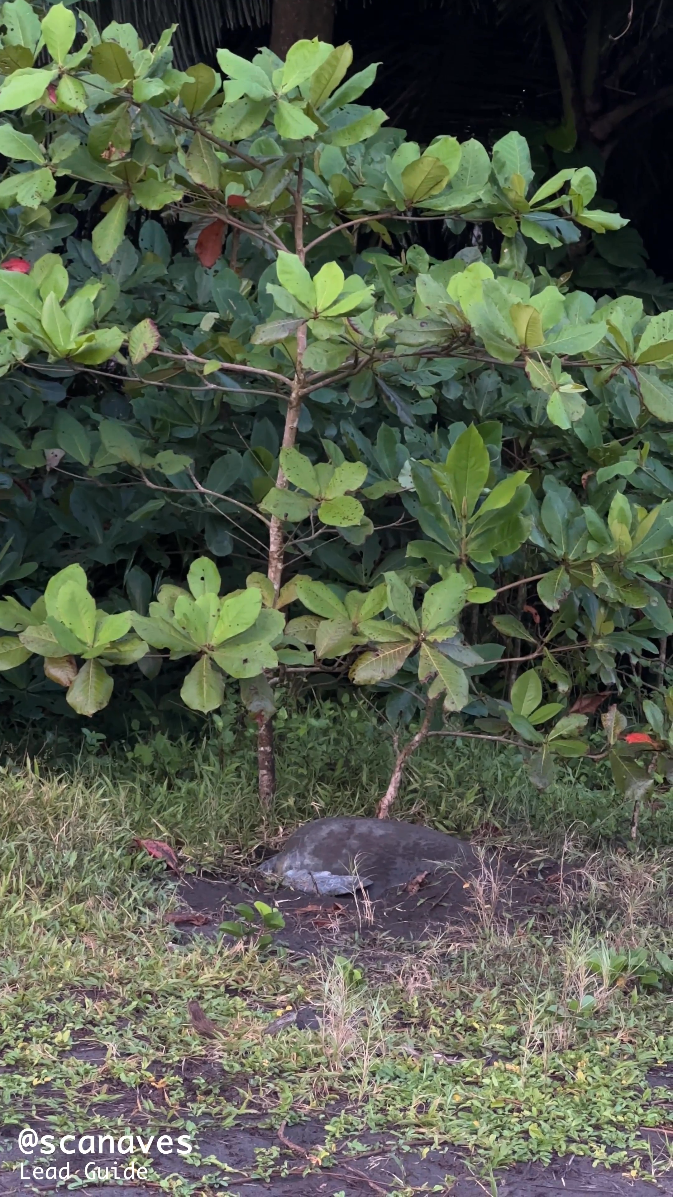 schildkröte-tortuguero.mp4