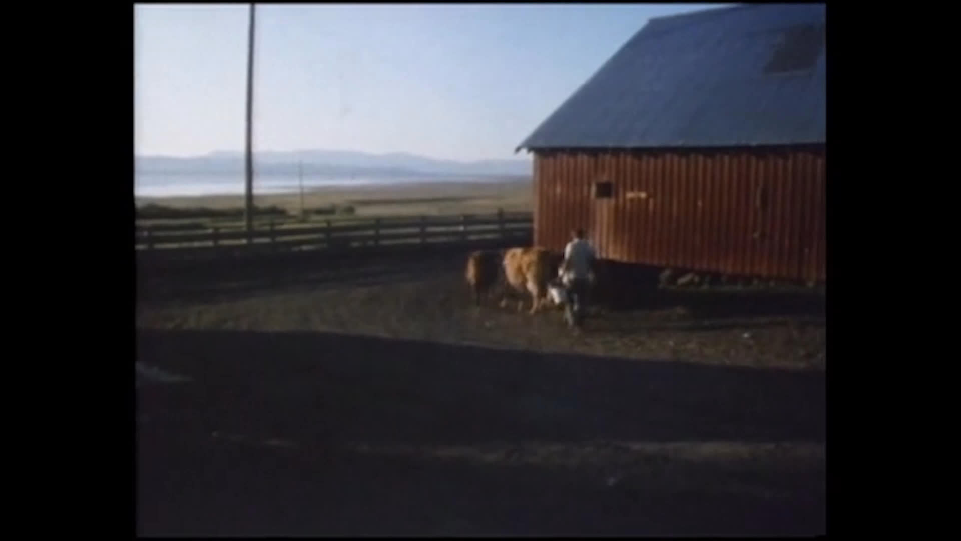 Rancher Norma Hapgood walks cattle beside a red barn, then hand-milks a cow into a metal pail. She reflects on a lifelong familiarity with milking.