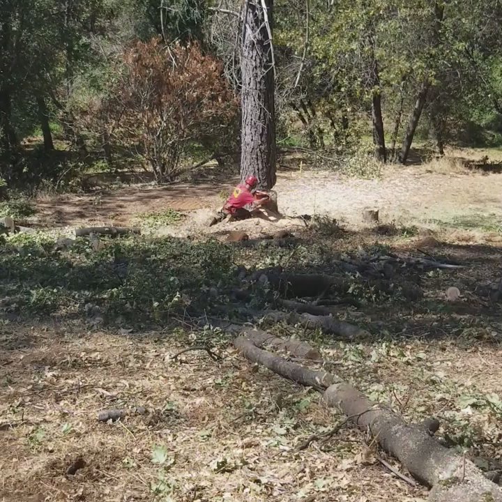Crossfire Tree & Vegetation Services - Digger Pine coming down! - Tree Services Near Me - Paradise, California