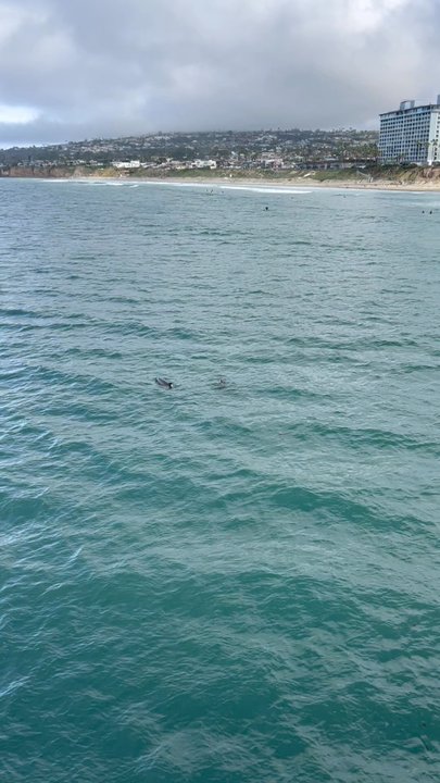 Pacific Beach - Dolphins!!! spotted in the winter - Beaches Near Me - San Diego, California