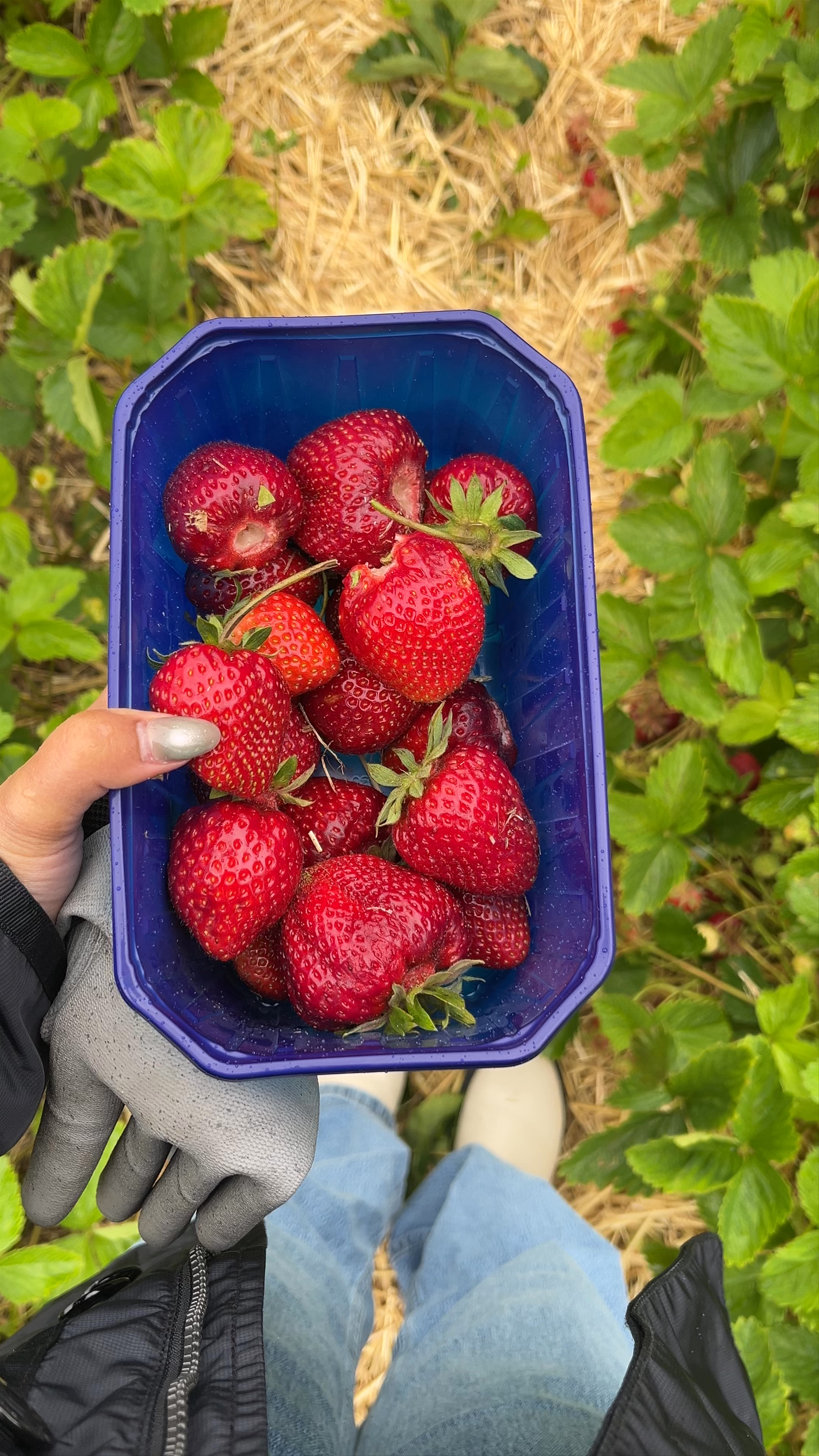 Erdbeer- und Heidelbeerfeld (Selbstpflückfeld)