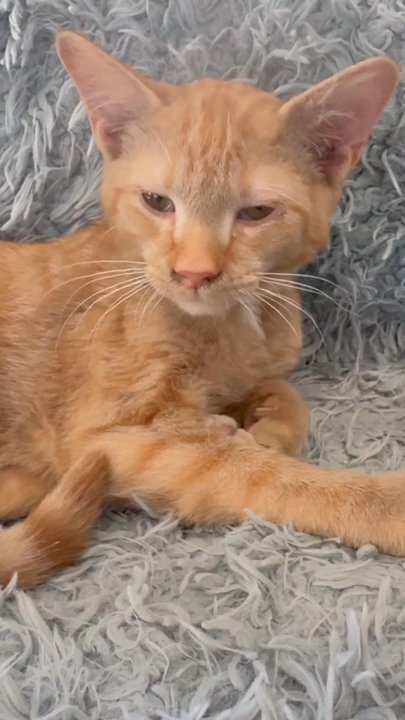 Purrfect Day Cat Cafe - Pet Adoption Near Me - Covington, Kentucky