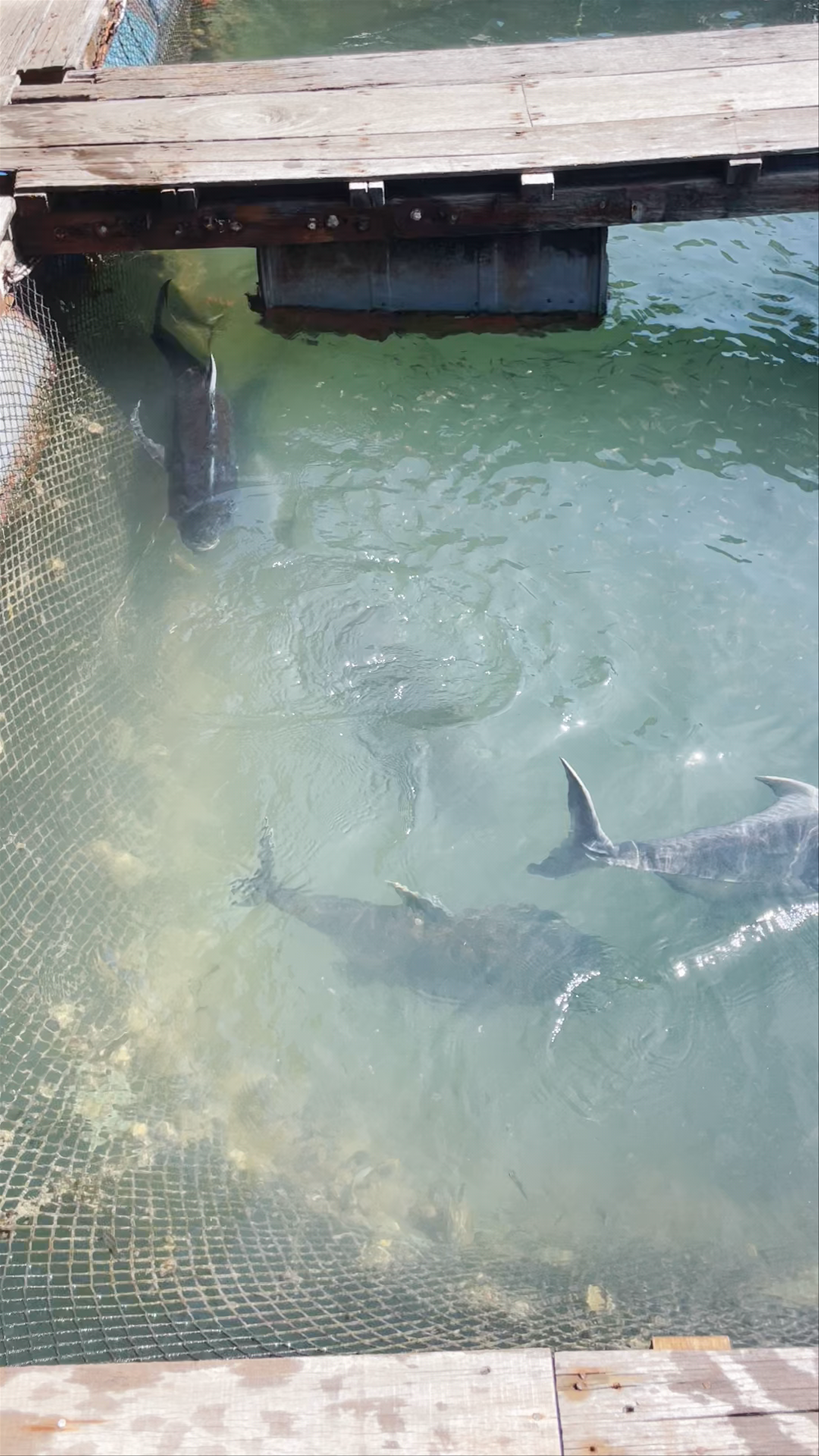 SAS Rimba Floating Fish Farm