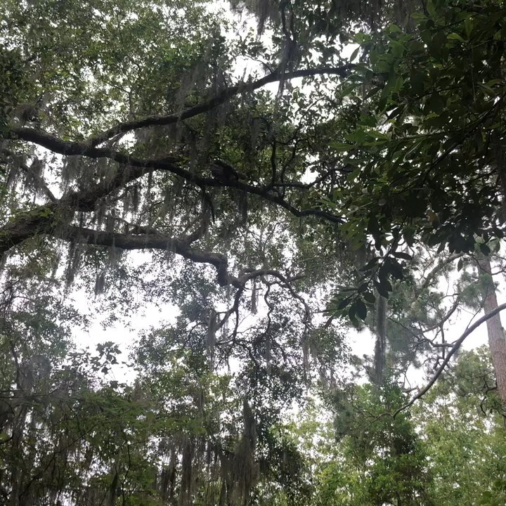 Spanish Pond - Look for the two owls up in the tree. - Hiking Near Me - Jacksonville, Florida
