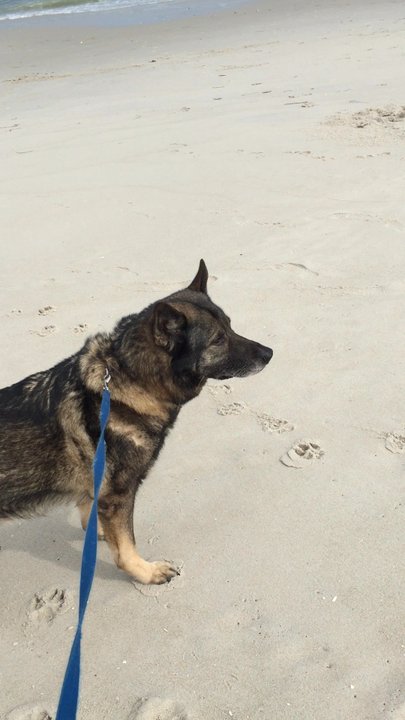 Olympia Kennels - Pet Training Near Me - Chester, New Hampshire