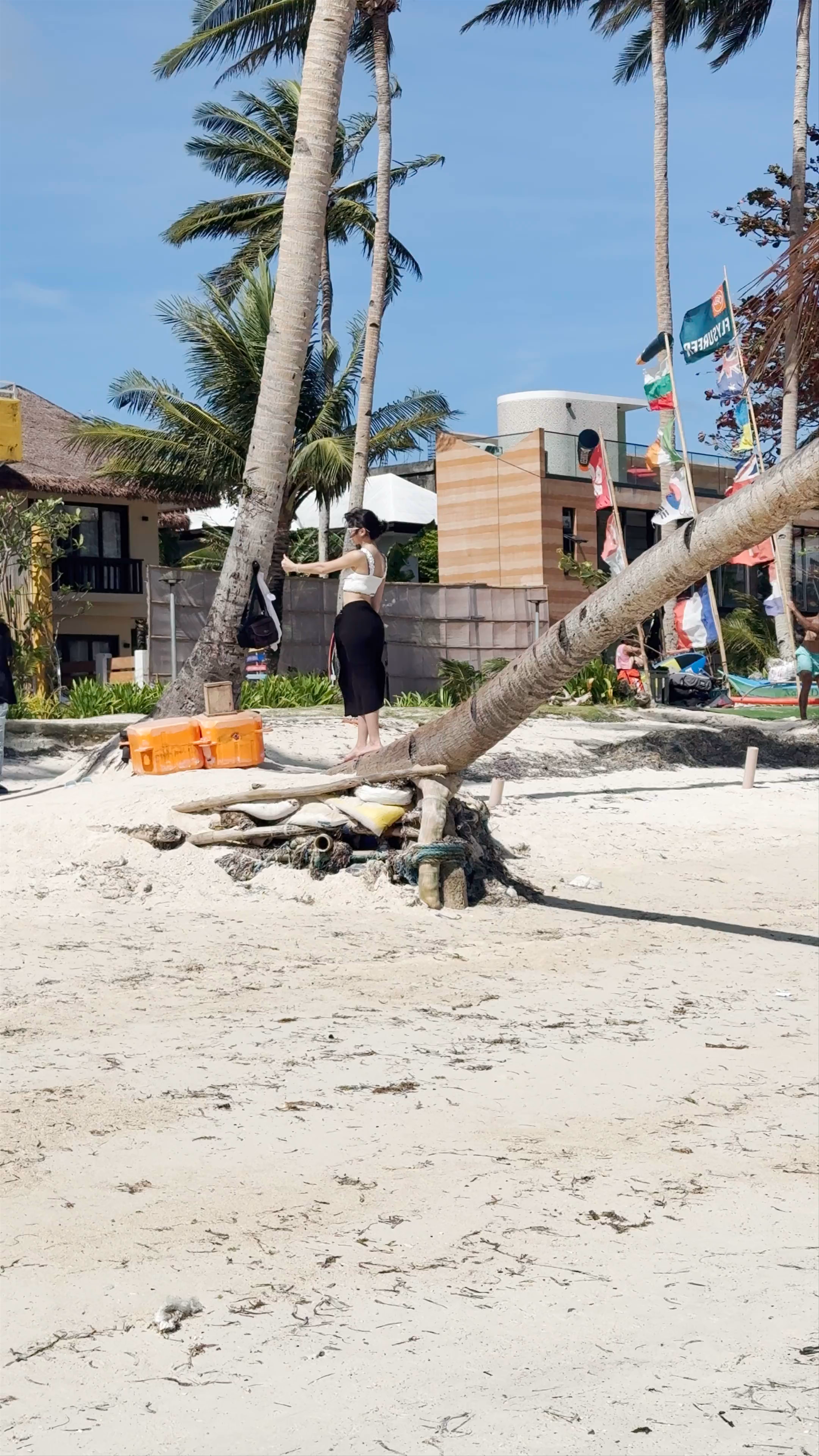 Leaning Coconut Tree