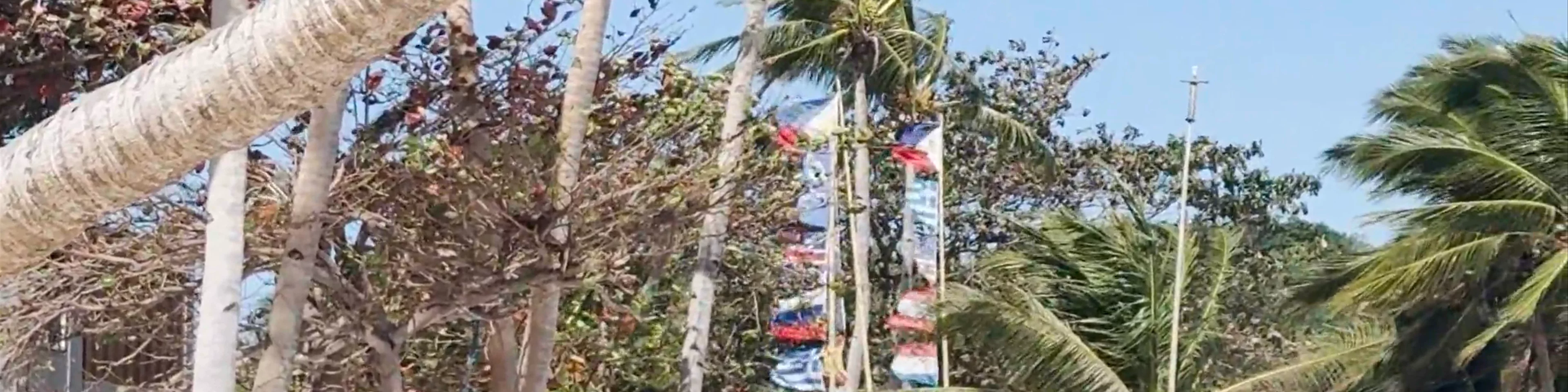 Leaning Coconut Tree