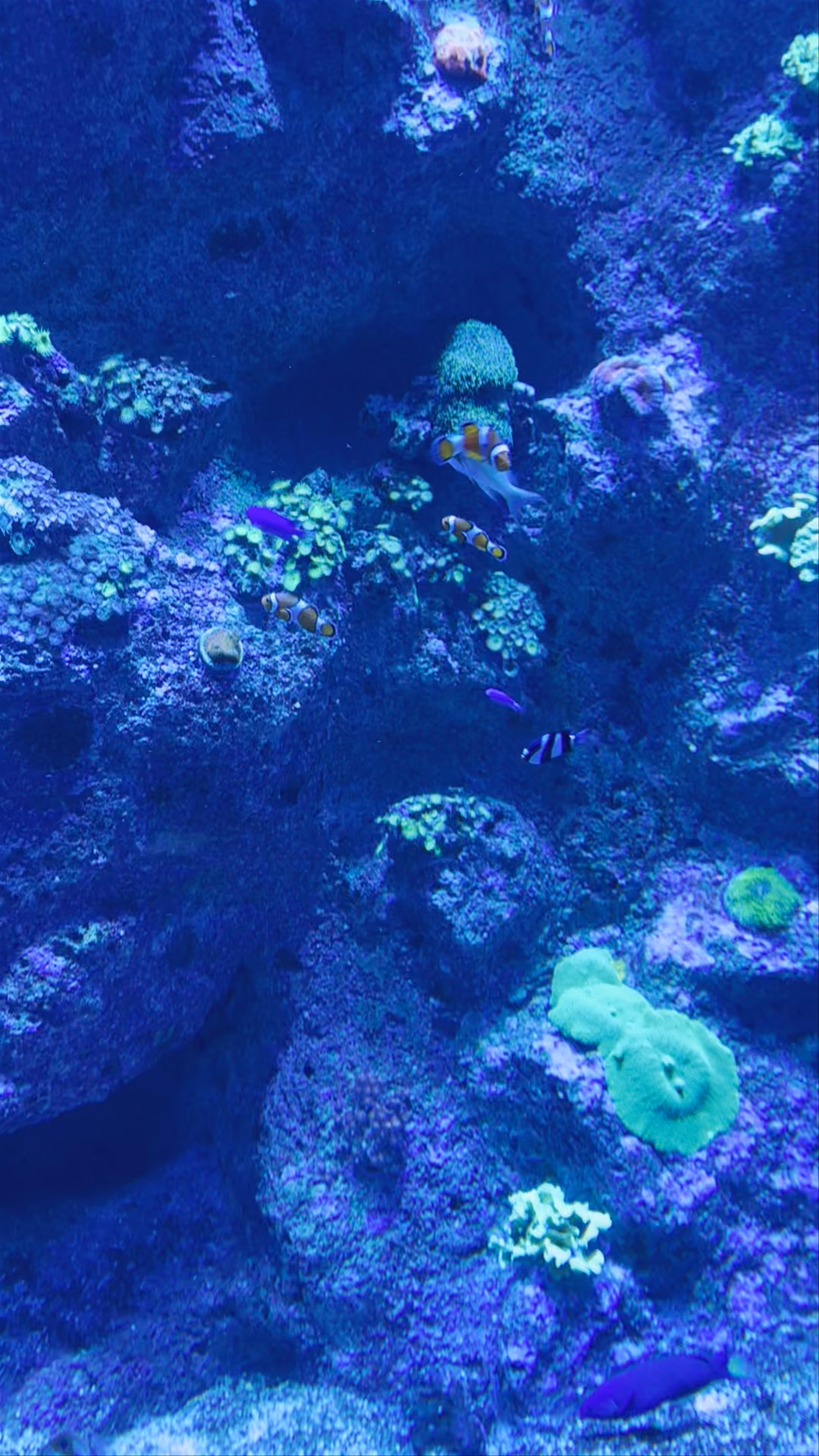 Immersive Coral Kingdom