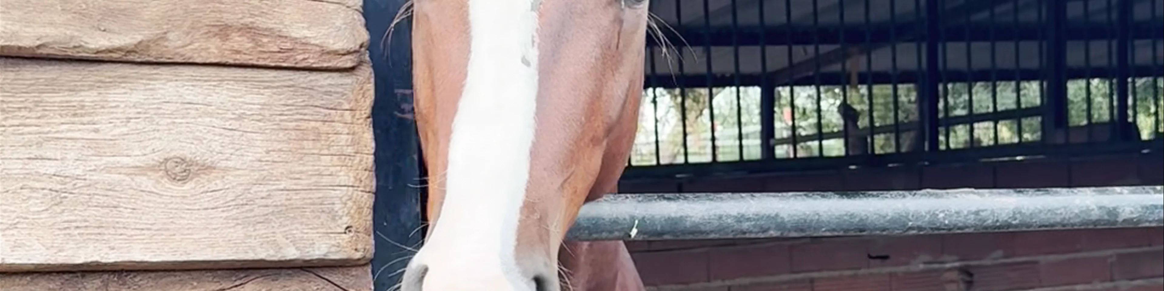 Georges Ranch Riding Stables