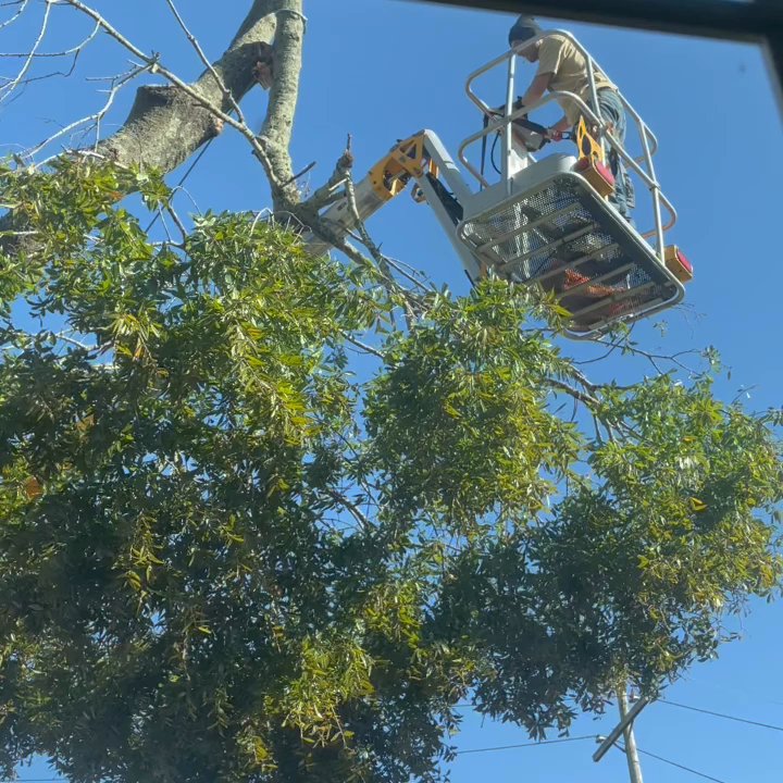 Premier Tree Service - Workers at work - Tree Services Near Me