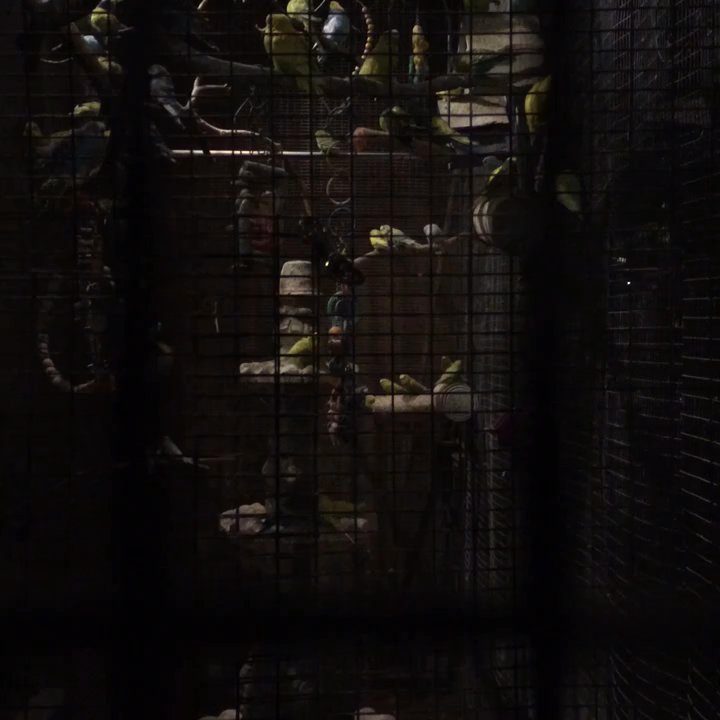 Tony's Jacal - Not sure the parakeets appreciate how good the title tacos are! - Salad Near Me - Solana Beach, California
