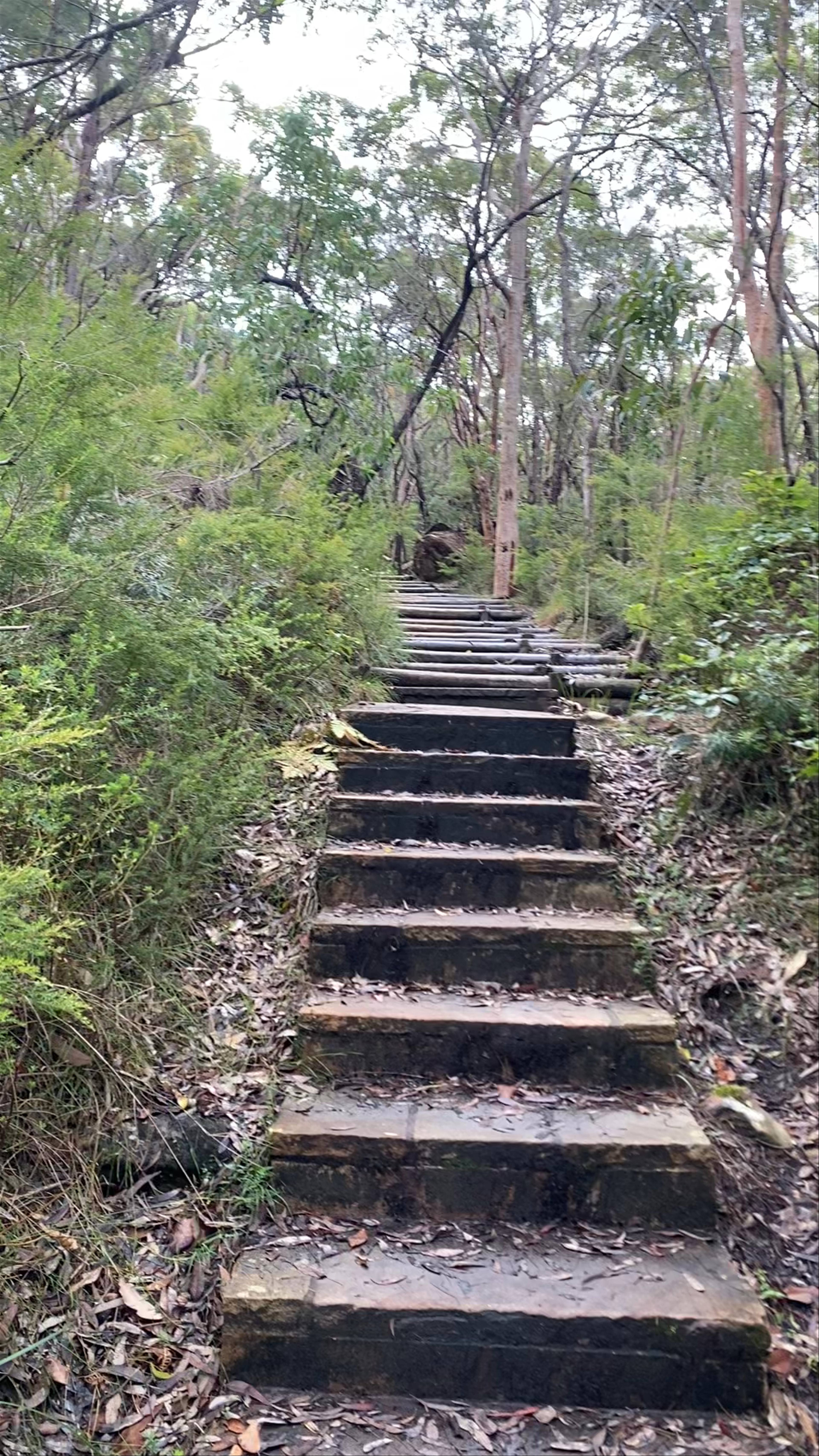 Maitland Bay Track: Nature Hiking in Bouddi National Park