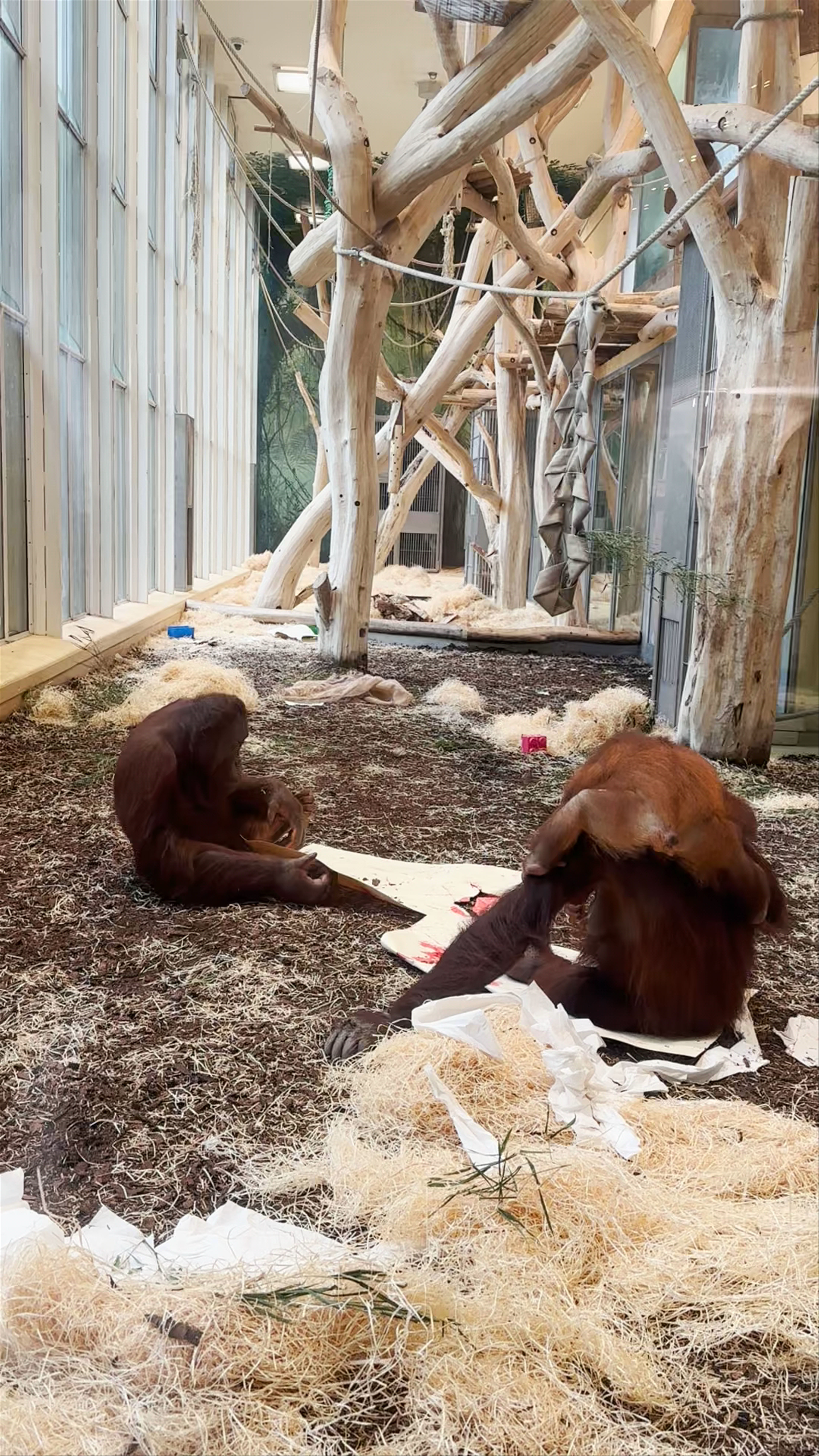 Tiergarten Schönbrunn: Orangutans at Play in Vienna's Historic Zoo