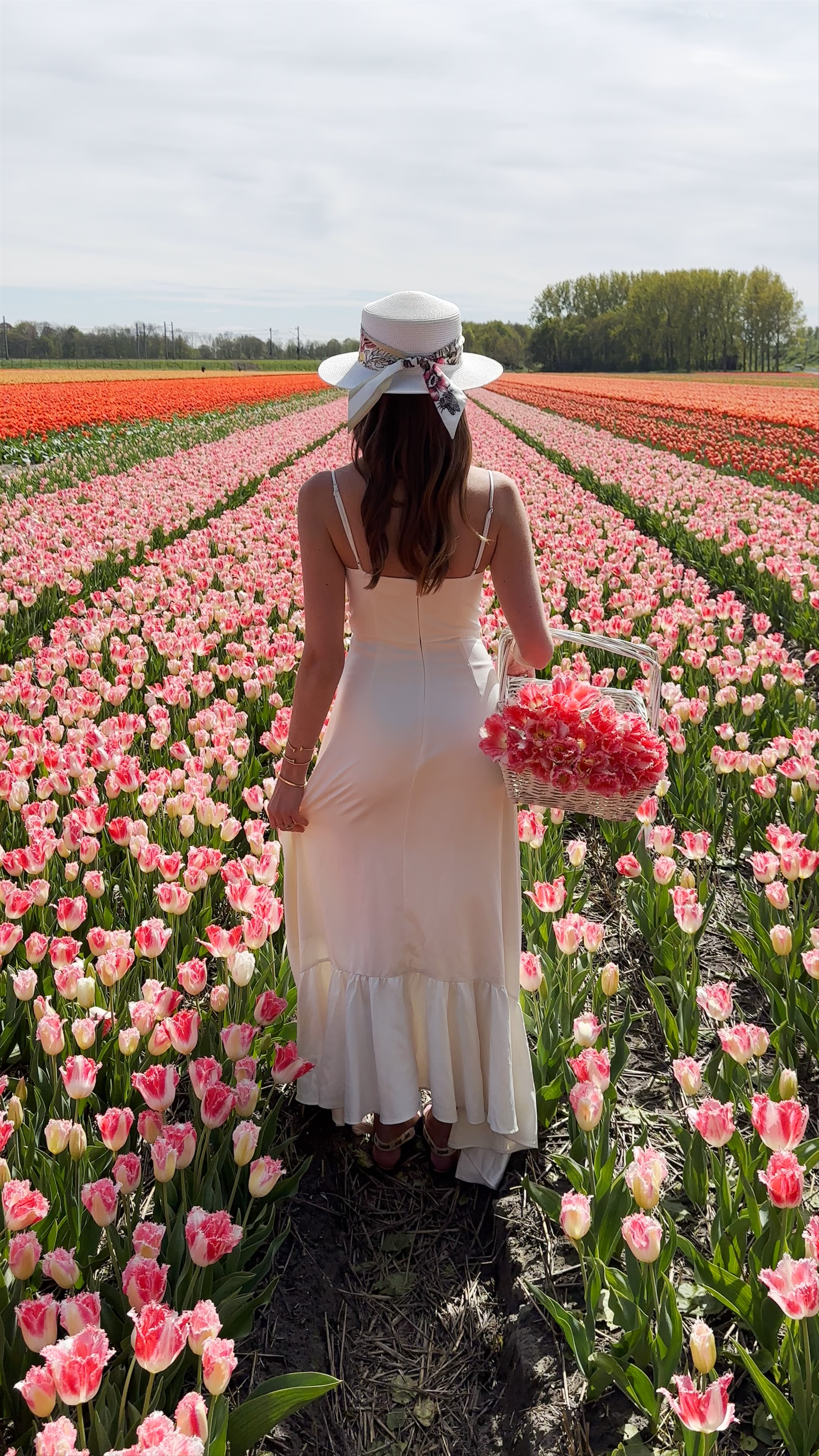 Springtime Serenity at FAM Flower Farm in Lisse
