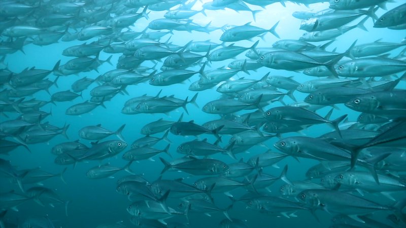 Scuba Diver in a School of Bigeye Trevally in Baja, Mexico poster