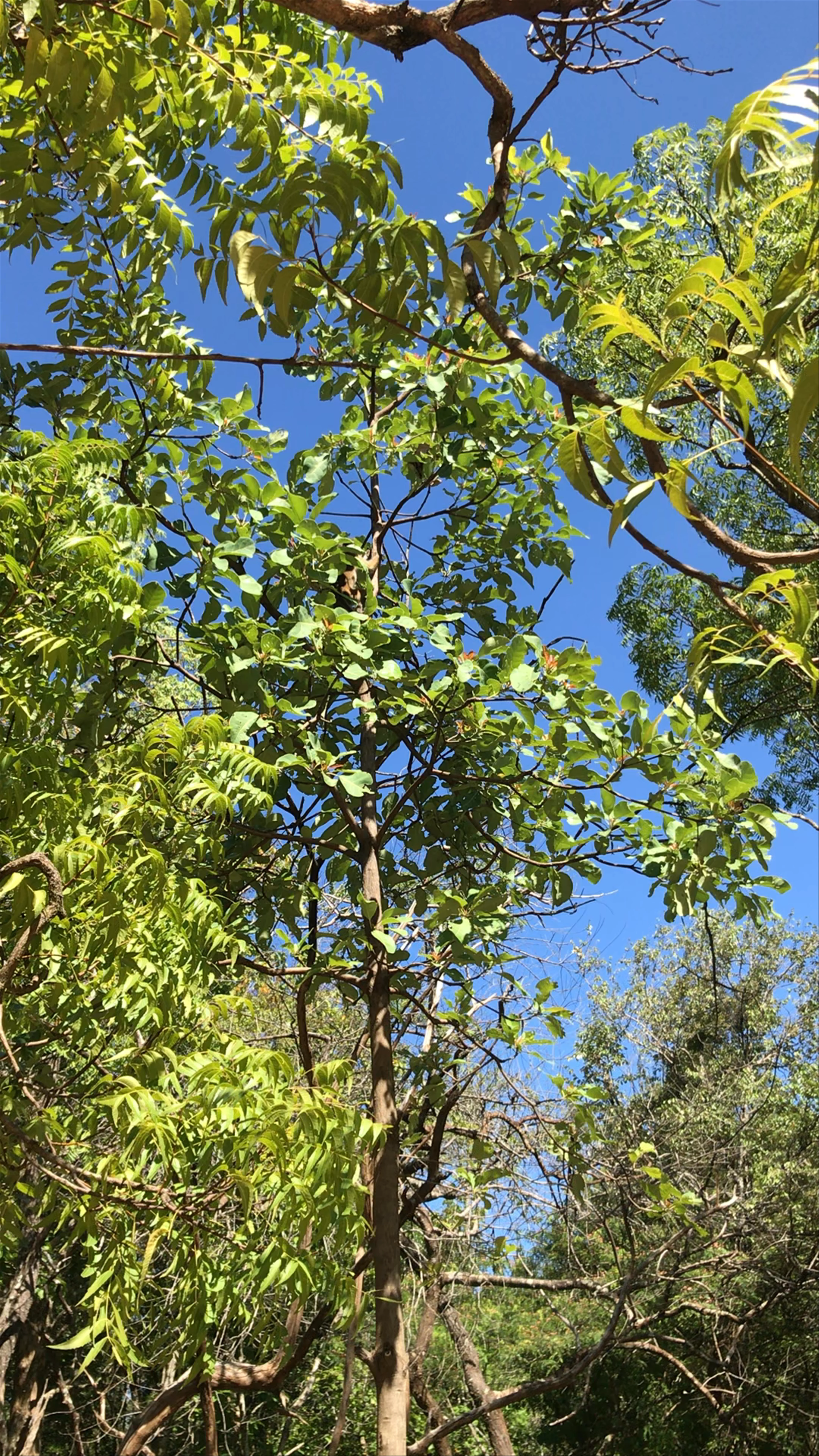 Pidurangala