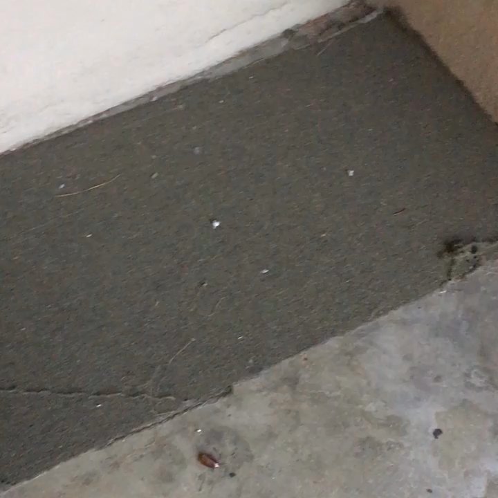 David N Schultz - Look at that fat roach!!! - Property Management Near Me - Glendale, California