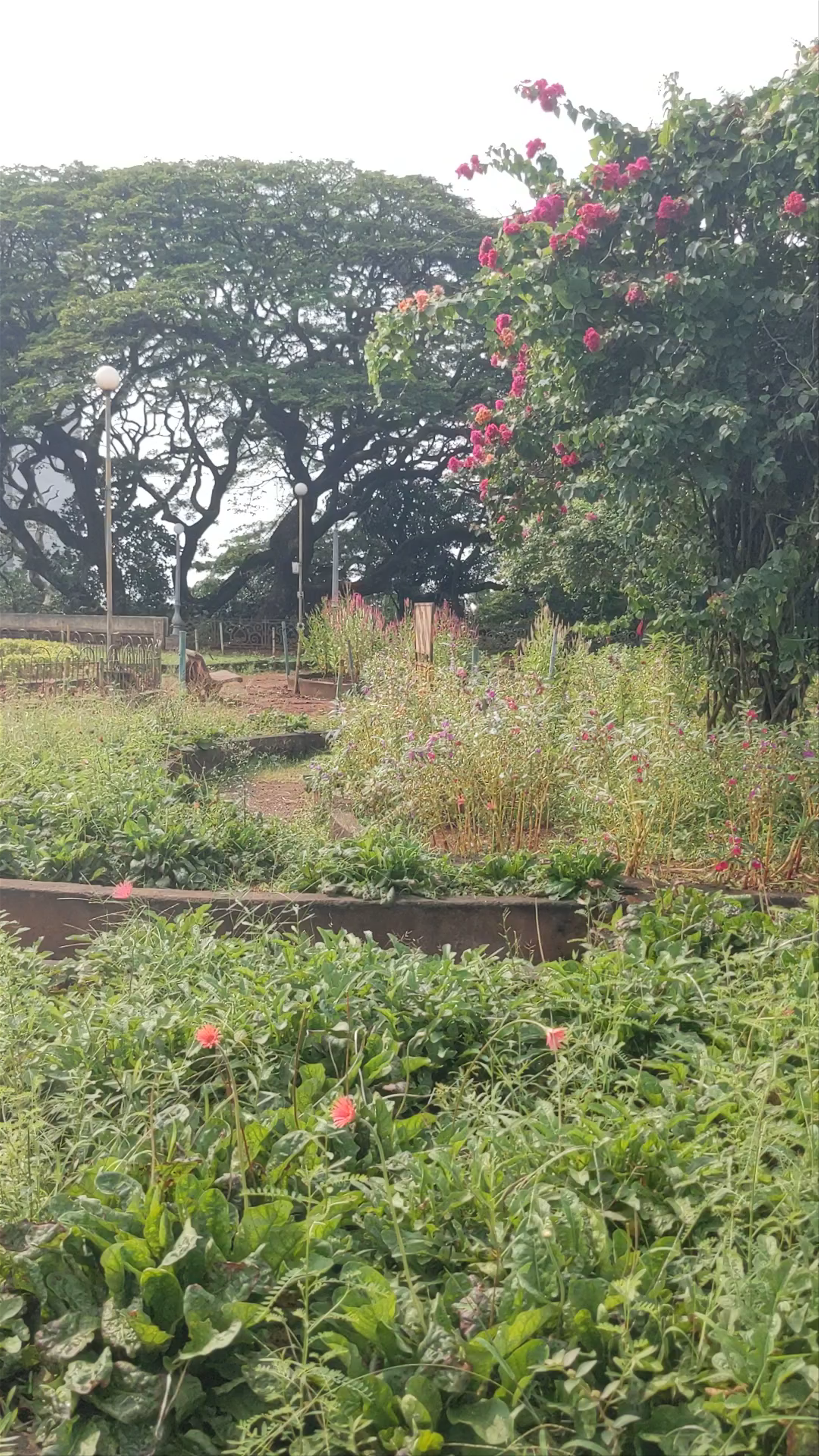 Hanging Gardens