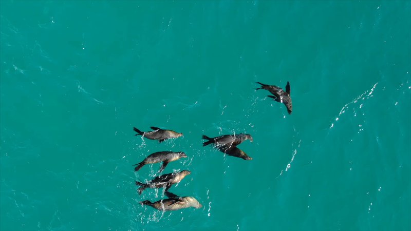 Sea Lions by Drone poster