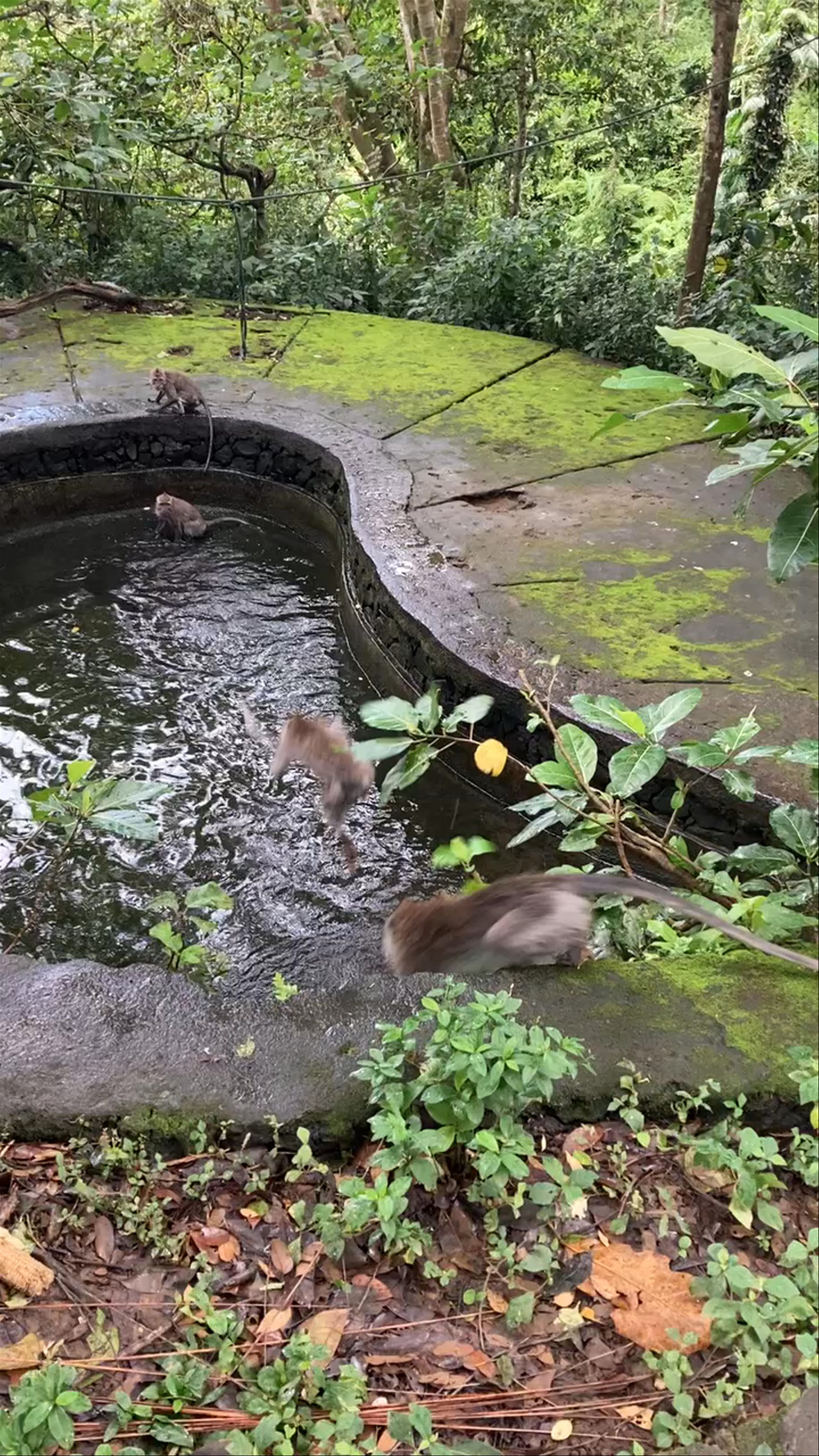 Monkey Forest