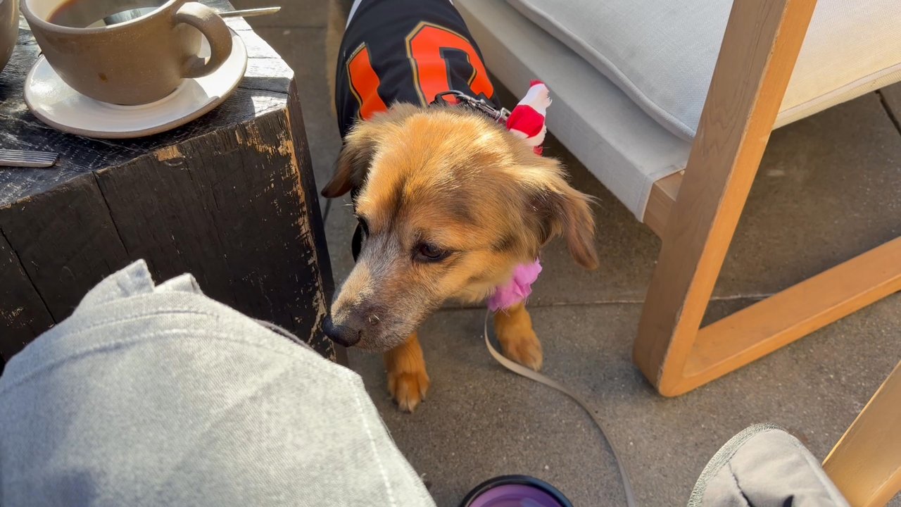 Le Chien Fortune - Billy enjoying himself... - Pet Groomers Near Me - Millbrae, California
