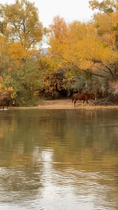 Tonto National Forest - Parks Near Me - Mesa, Arizona