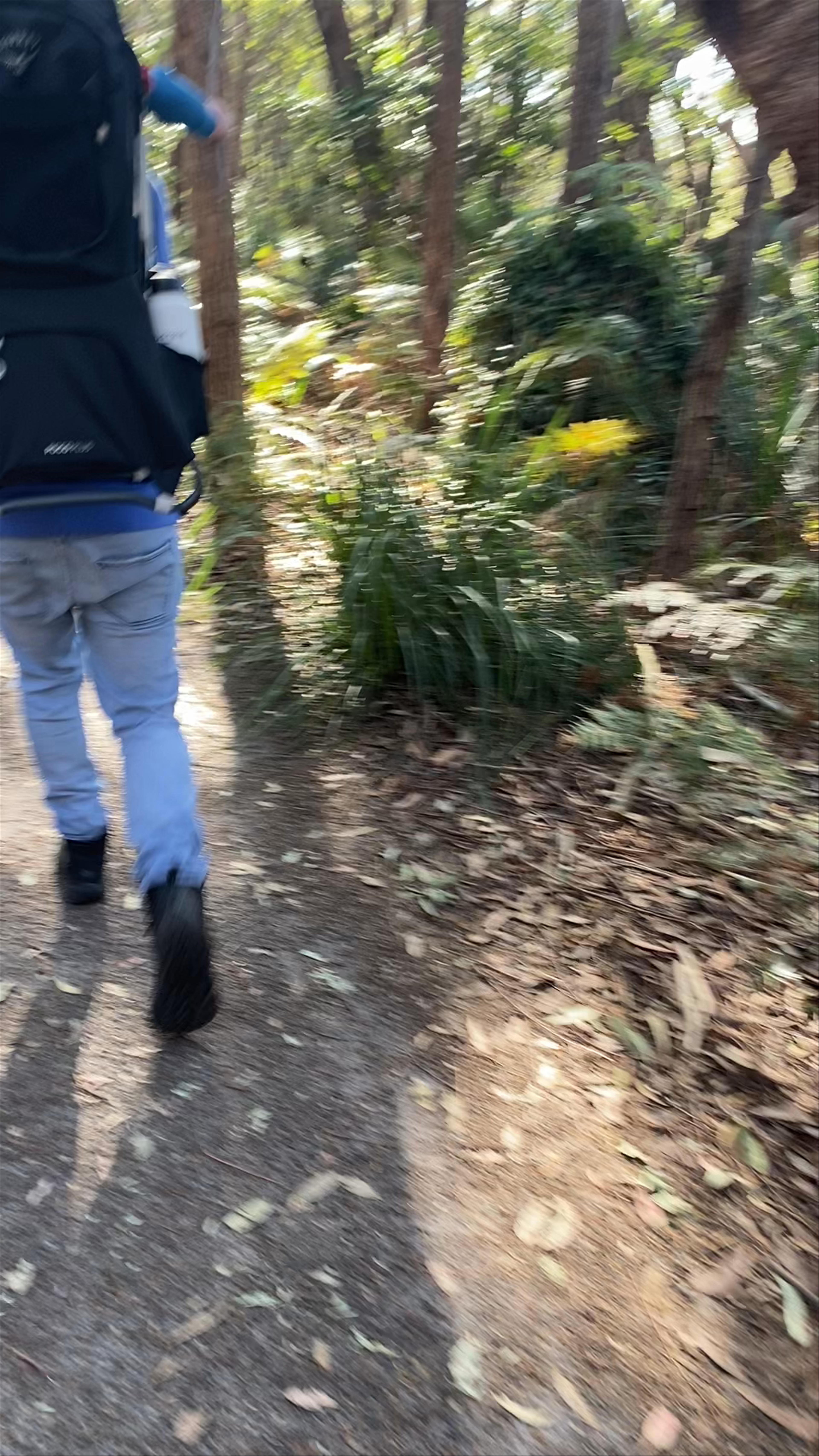 The Coast Walking Track: Forresters Beach Nature Trail Adventure