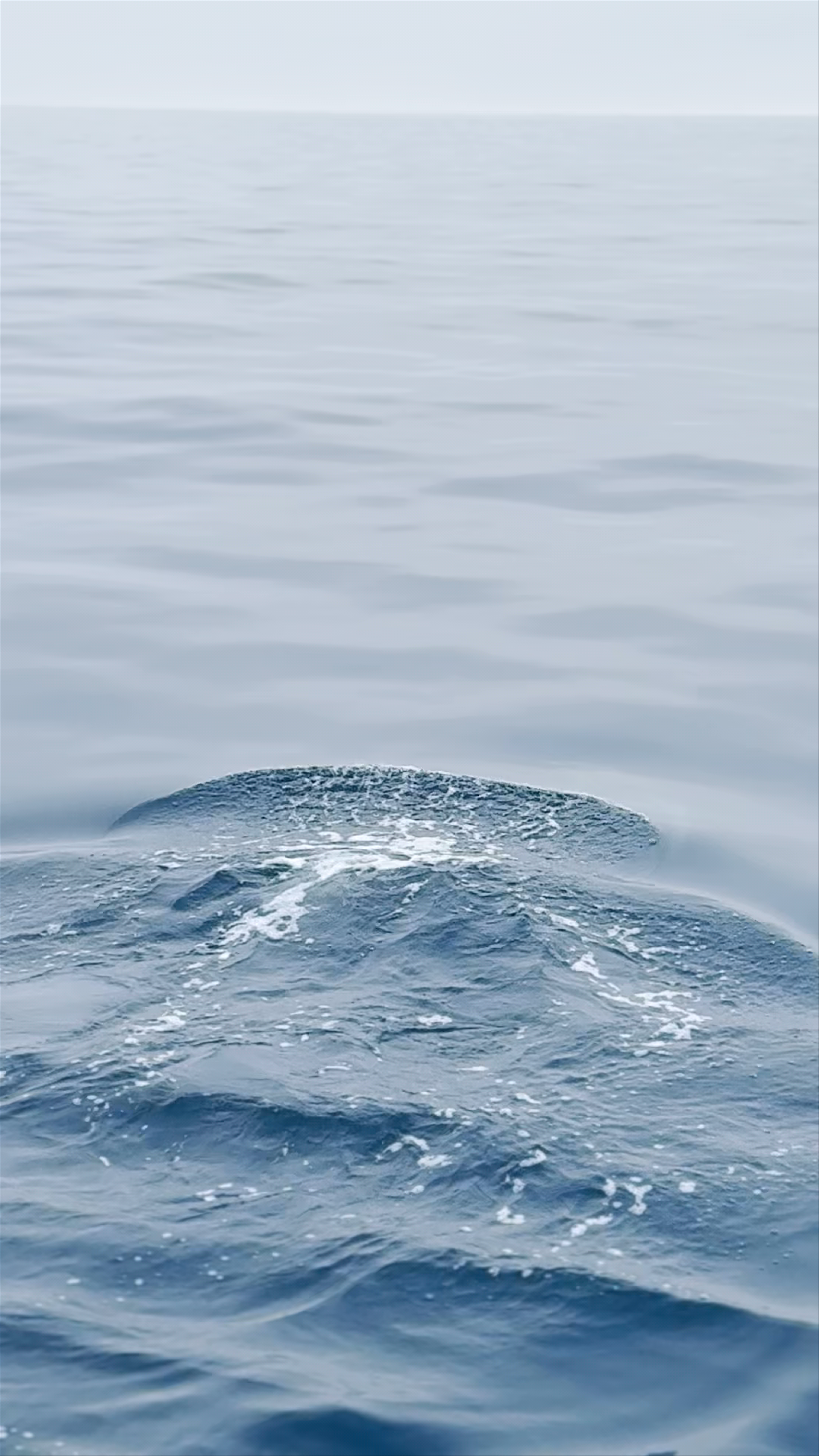 Phillip Island Whale Watching Experience