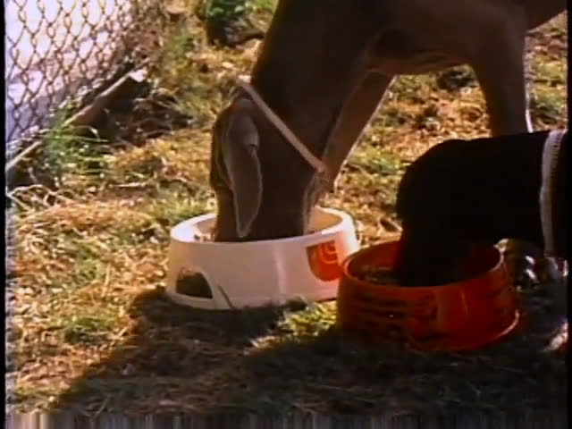 A golden retriever and a dachshund play on a grassy lawn before eating from separate food bowls placed on the ground.